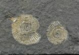 Dactylioceras Ammonite Cluster - Posidonia Shale #52908-1